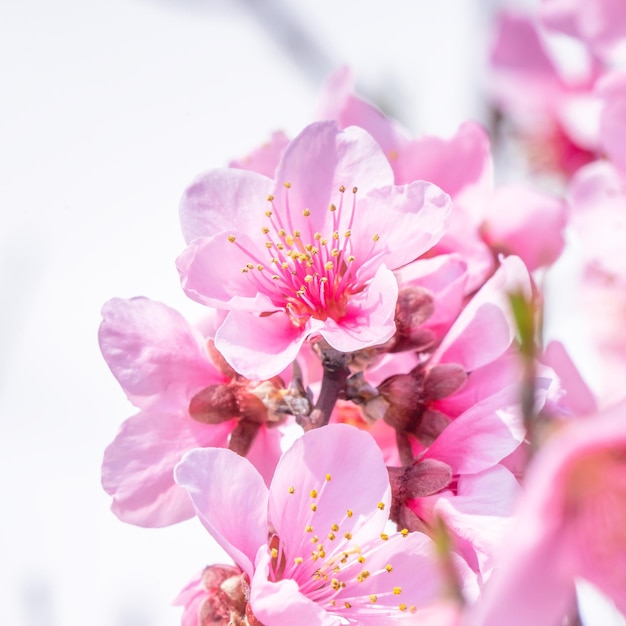 Hermosa y elegante flor de melocotón rosa pálido en la rama de un árbol en un parque público en primavera Japón Fondo borroso