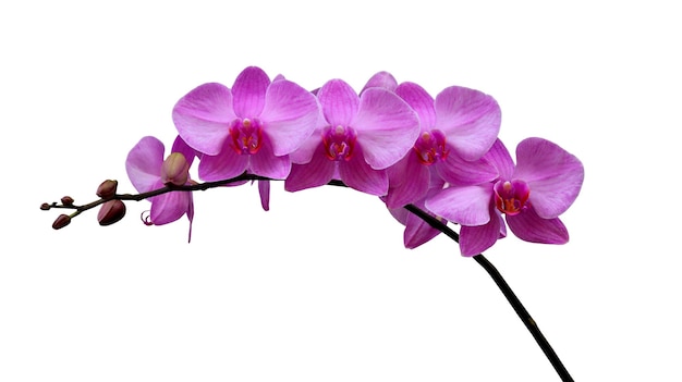 Hermosa y encantadora flor de orquídea Phalaenopsis púrpura aislada en un fondo blanco rosa orchi