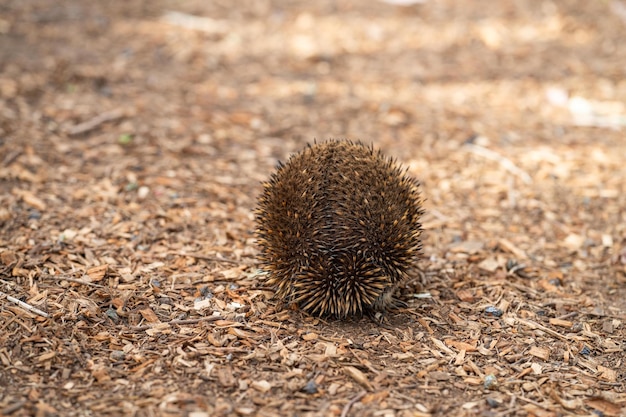 Hermosa equidna en el arbusto australiano en el interior de Tasmania Fauna australiana en un parque nacional en Australia en primavera