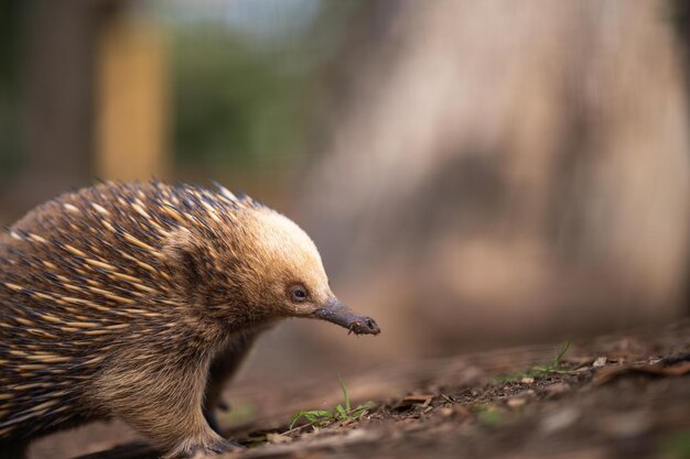 Hermosa equidna en el arbusto australiano en el interior de Tasmania Fauna australiana en un parque nacional en Australia en primavera