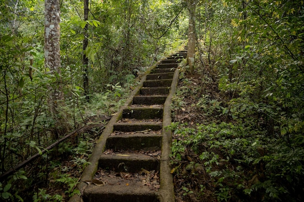 Hermosa escalera antigua en la jungla del sudeste asiático Tailandia