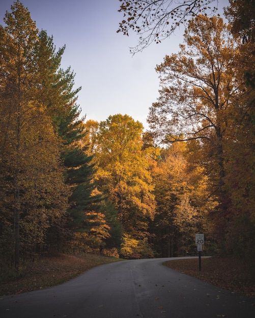 Hermosa escena con un camino que pasa por un parque de otoño con follaje dorado