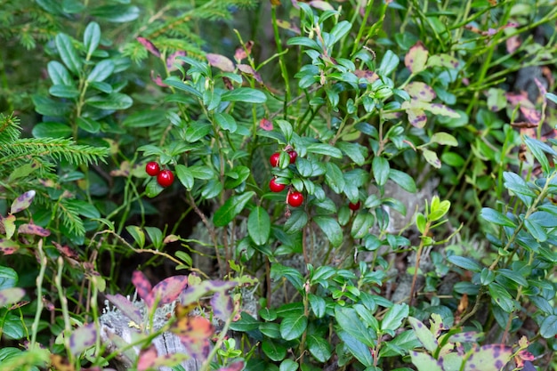 Hermosa escena con el cultivo de bayas arándanos rojos en primer plano del bosque.