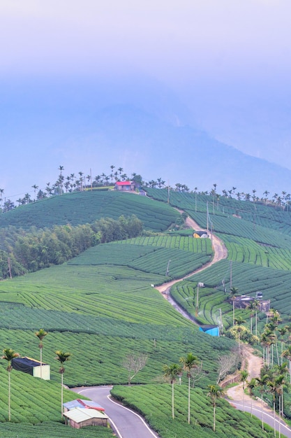 Hermosa escena de filas de jardín de cultivos de té verde con cielo azul y concepto de diseño de nubes para el espacio de copia de fondo del producto de té fresco