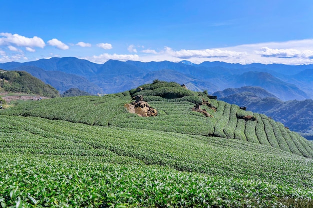 Hermosa escena de filas de jardín de té aislada con el cielo azul y el concepto de diseño de nubes para la vista aérea del espacio de copia de fondo del producto de té