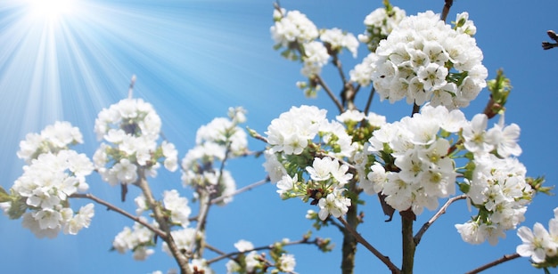 Hermosa escena de la naturaleza con árbol de flores florecientes