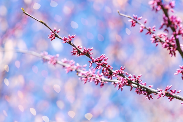 Hermosa escena de la naturaleza con un floreciente árbol púrpura canadiense