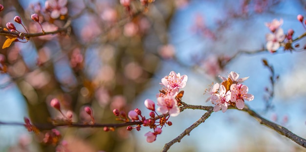 Hermosa escena de la naturaleza de primavera con un árbol en flor rosa Tranquilo primer plano de la naturaleza de primavera verano y fondo de bosque borroso Naturaleza idílica