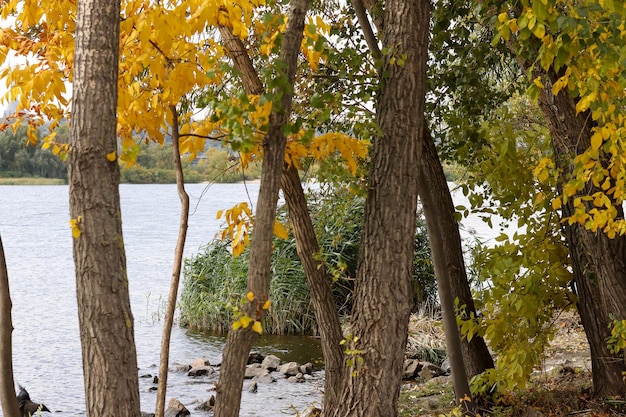 Hermosa escena otoñal Fondo de follaje otoñal Árboles con hojas amarillas en la orilla de un río