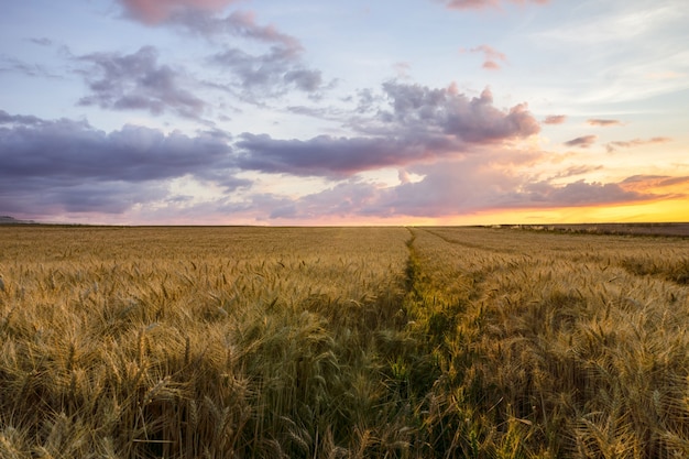 Hermosa escena rural de campos de cebada en el atardecer, Reims, Francia