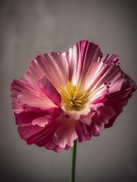 Hermosa eschscholzia sobre fondo gris malhumorado Flores con estilo bodegón composición artística Papel tapiz floral vertical