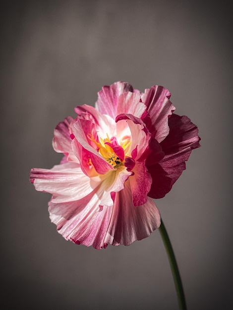 Hermosa eschscholzia sobre fondo gris malhumorado Flores con estilo bodegón composición artística Papel tapiz floral vertical