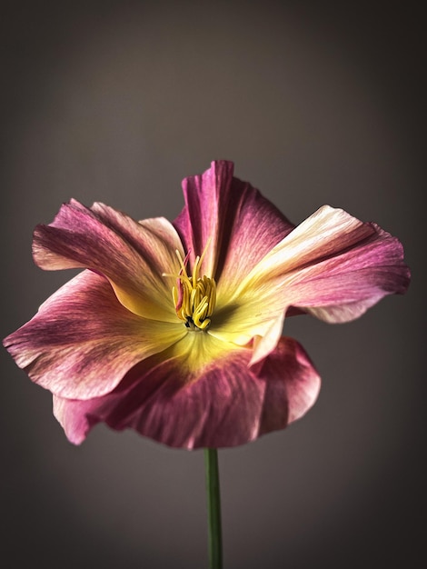 Hermosa eschscholzia sobre fondo gris malhumorado Flores con estilo bodegón composición artística Papel tapiz floral vertical