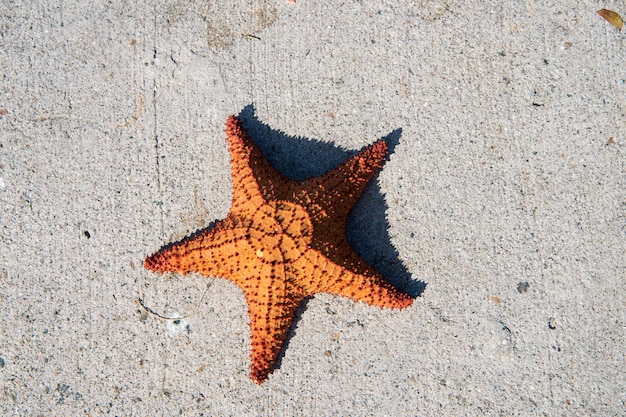 Hermosa estrella de mar caribeña de color naranja sobre fondo de cemento gris soleado al aire libre, espacio de copia