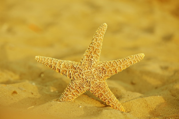 Hermosa estrella de mar en la playa de arena