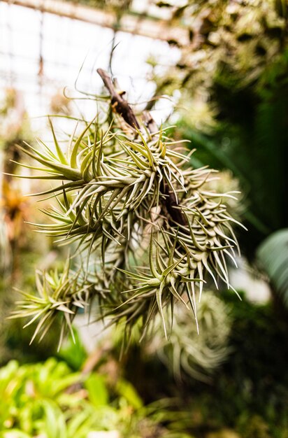 Foto una hermosa y extraña planta