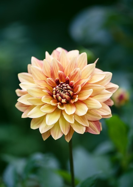 Hermosa y exuberante flor de dalia roja y albaricoque en el jardín