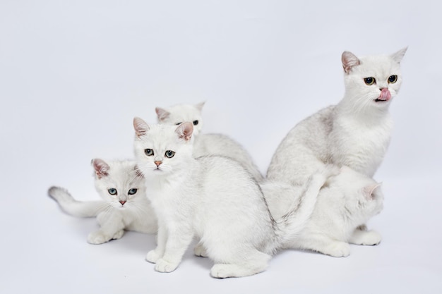 Una hermosa familia de gatitos y gatos blancos British Silver chinchilla