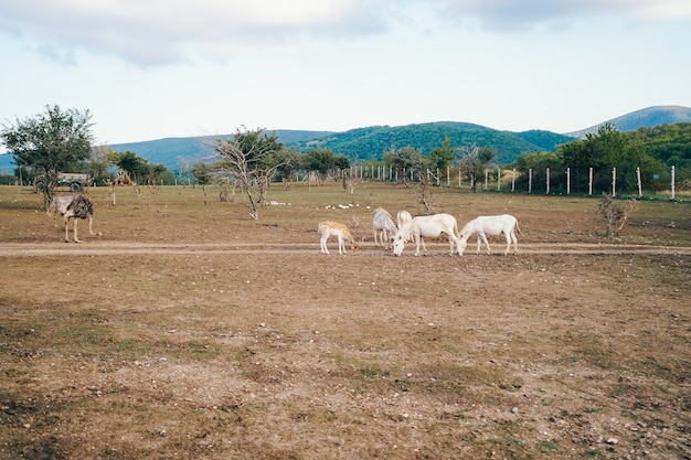 Una hermosa finca ecológica con animales. Encantador rancho con animales salvajes. Camping con animales rancho safari parque antílope