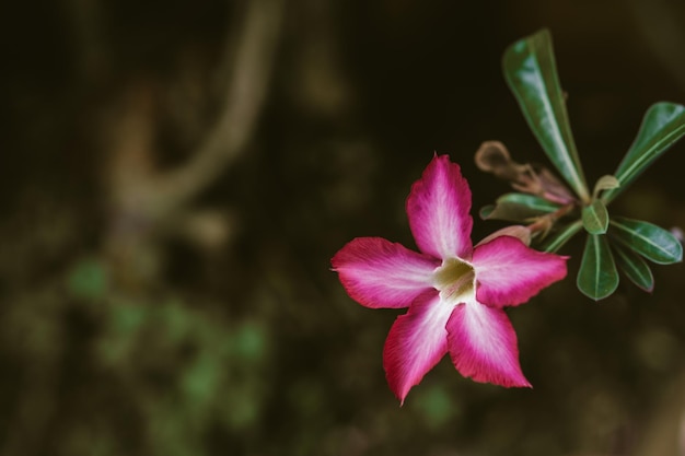 Hermosa flor de adenium en maceta. Disparé en apertura más baja con 100 de exposición. Esta imagen es adecuada para m