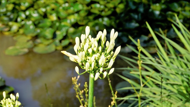 Hermosa flor de Agapanthus africanus también conocida como lirio del nilo lirio azul africano