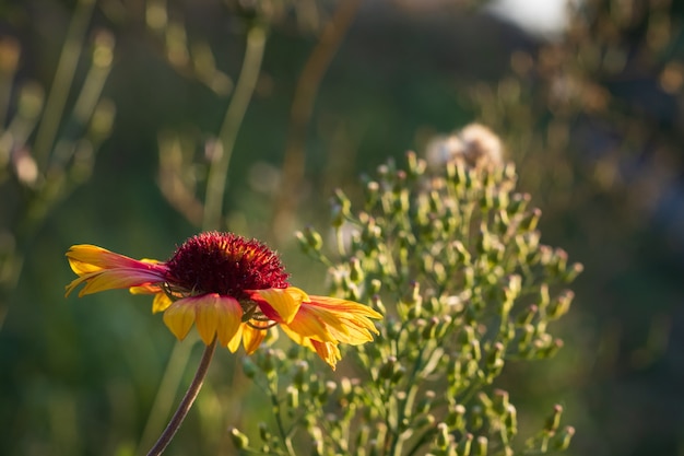 Hermosa flor al atardecer, manzanilla roja bajo los rayos del sol. Foto de alta calidad