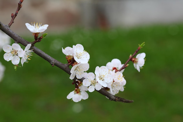 Hermosa flor de albaricoque