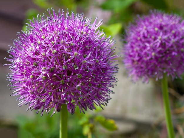 Hermosa flor de allium Allium o planta decorativa de cebolla gigante