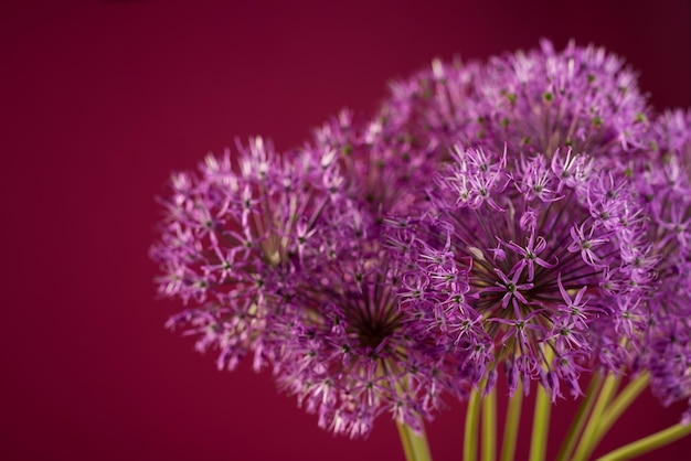 Hermosa flor de allium sobre un fondo violeta. Planta decorativa de cebolla gigante o Allium en un banner de tema floral.