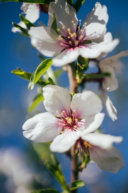 Una hermosa flor de almendro blanco de cerca