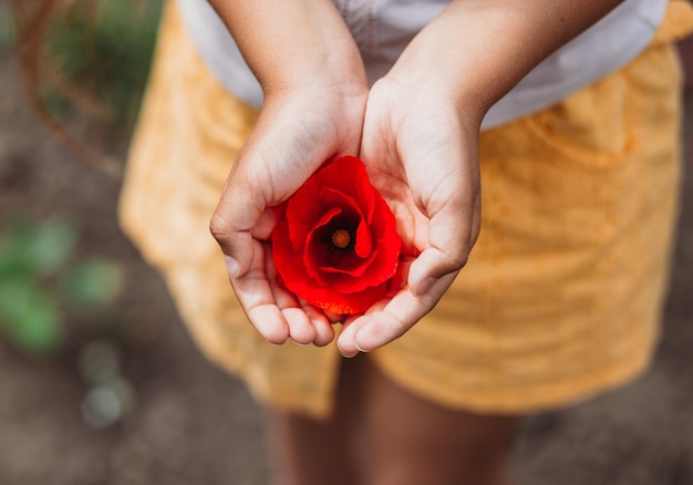 Hermosa flor de amapola en la mano de las niñas en el campo de amapolas