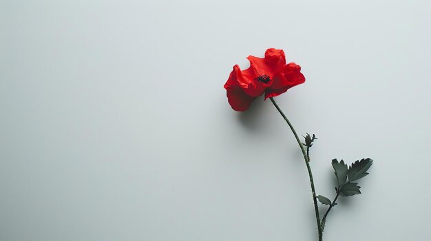 Una hermosa flor de amapola roja en plena floración contra un fondo blanco