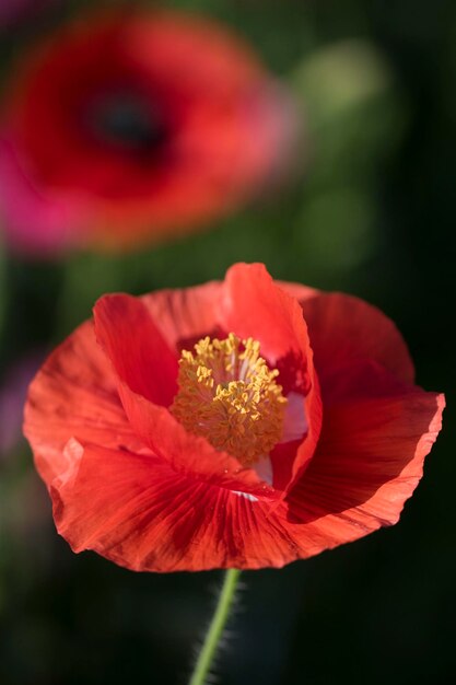 Hermosa flor de amapola