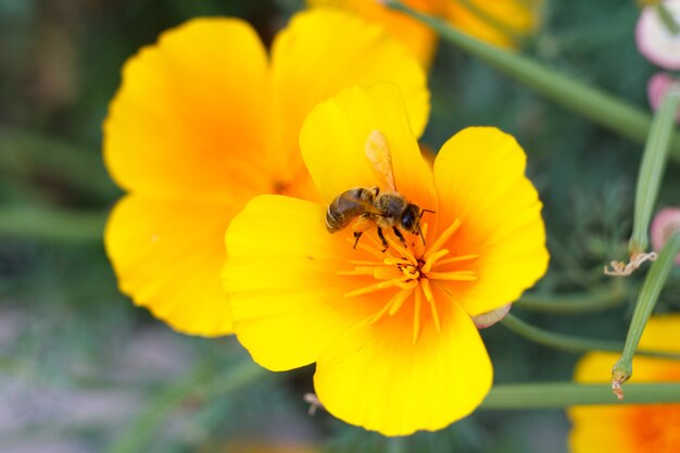 Hermosa flor amarilla y una abeja al aire libre con hojas verdes borrosas en el fondo. Vista superior. Poca profundidad de campo.