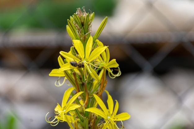 hermosa flor amarilla con un aroma delicado