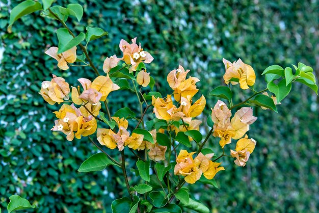 Hermosa flor amarilla Bougainvillea frente a la pared verde