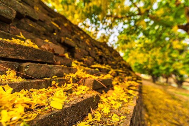 Hermosa flor amarilla Cassia fistula (árbol de lluvia dorada) en árbol alrededor de la pared del foso en Chiang Mai, en el norte de Tailandia.