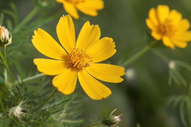 Foto la hermosa flor amarilla del cosmos o aster mexicano cosmos sulphureus