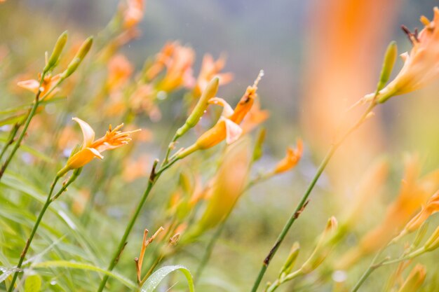 hermosa flor amarilla en el jardín