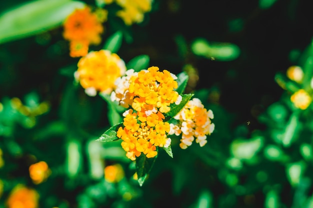 hermosa flor amarilla de Lantana Camara de las Indias Occidentales florece durante el día fondo de la naturaleza foto premium