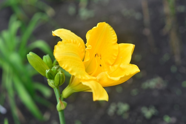 Hermosa flor amarilla lirio de día en el jardín contra el fondo de un césped