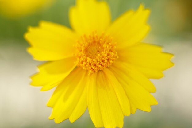 Hermosa flor amarilla a la luz de una macrofotografía de día soleado Enfoque selectivo de baja profundidad