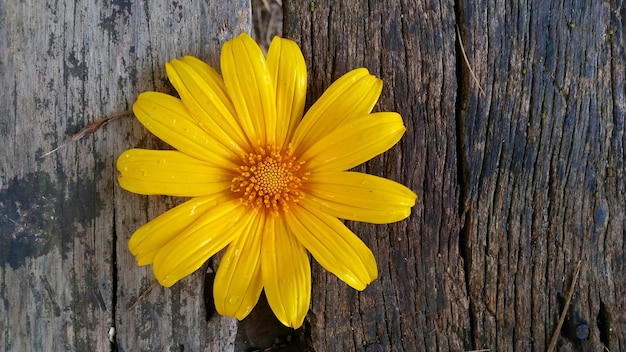 Foto hermosa flor amarilla en madera marrón