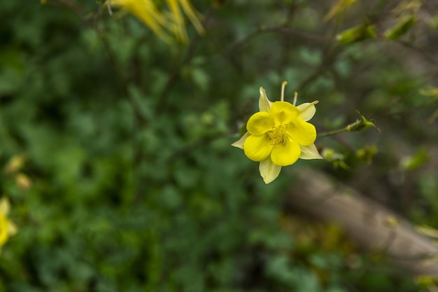 Hermosa flor amarilla en medio del campo