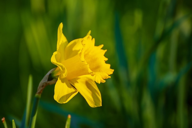 Hermosa flor amarilla de narciso en primavera, fondo estacional natural