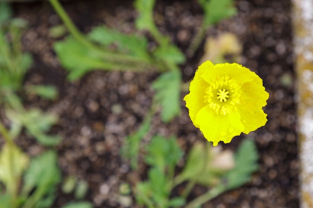 Hermosa flor amarilla que florece en el jardín.