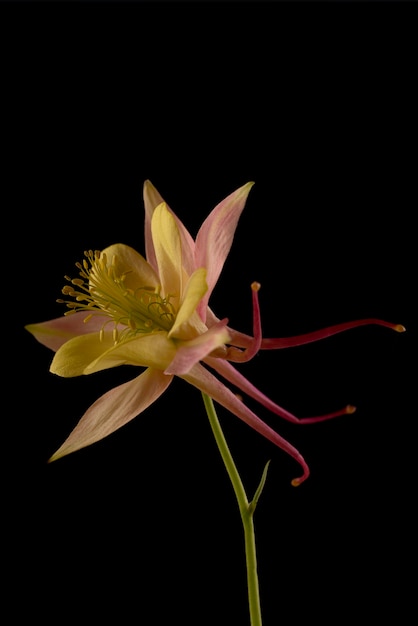 Hermosa flor amarilla y rosa sobre fondo negro