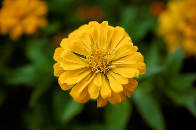 Hermosa flor amarilla de zinnia en verano. amarillo zinnia.