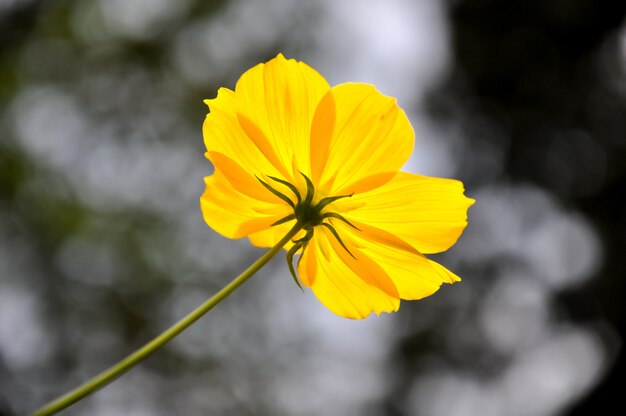 Hermosa flor amarilla