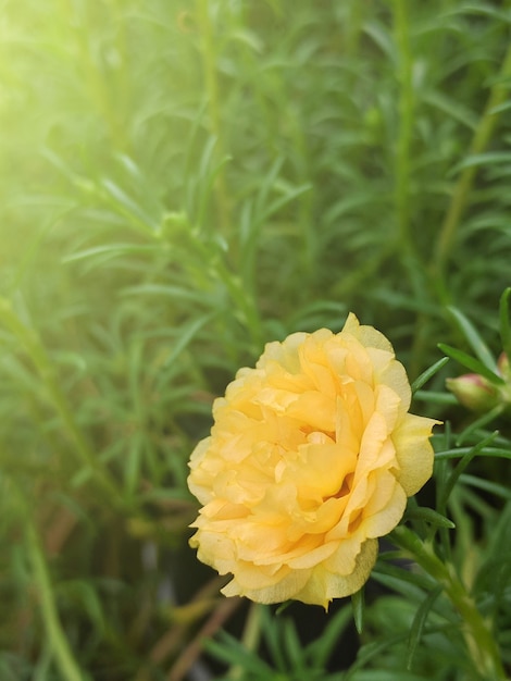 Hermosa flor amarilla